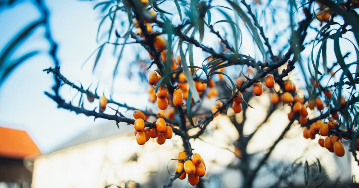 Five Habits to Strengthen Your Immune System This Cold and Flu Season